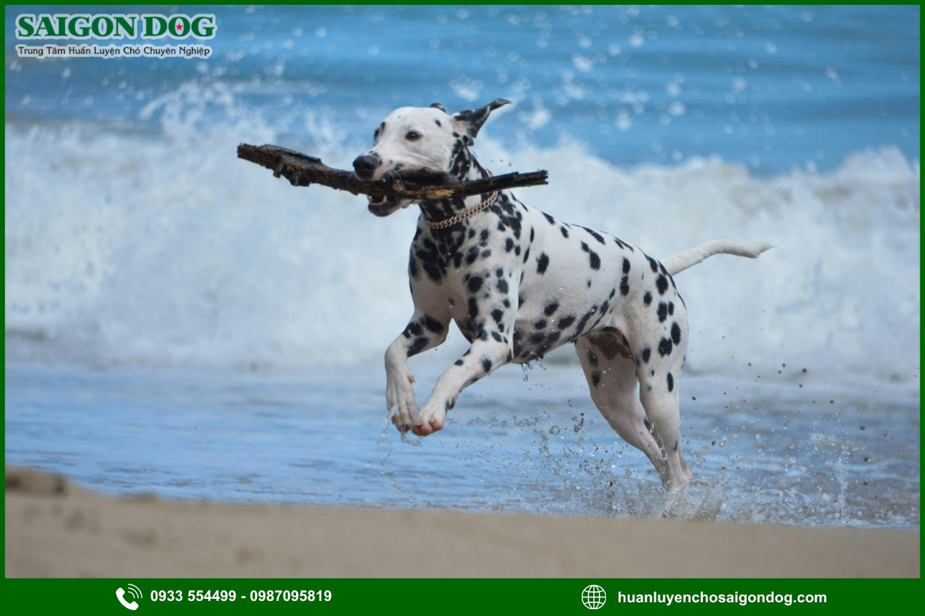Các bài huấn luyện chó đốm Dalmatian nâng cao