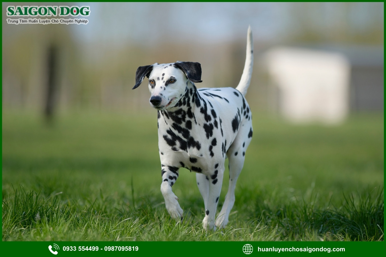 Các bài huấn luyện chó đốm Dalmatian nâng cao