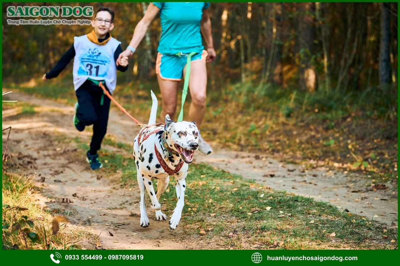 Các bài huấn luyện chó đốm Dalmatian nâng cao