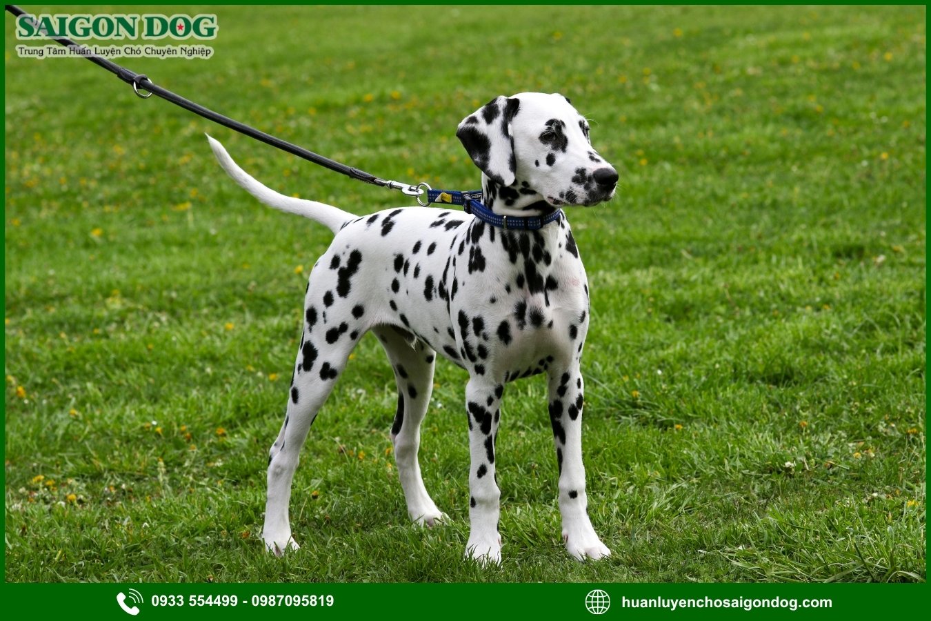 Các bài huấn luyện chó đốm Dalmatian nâng cao