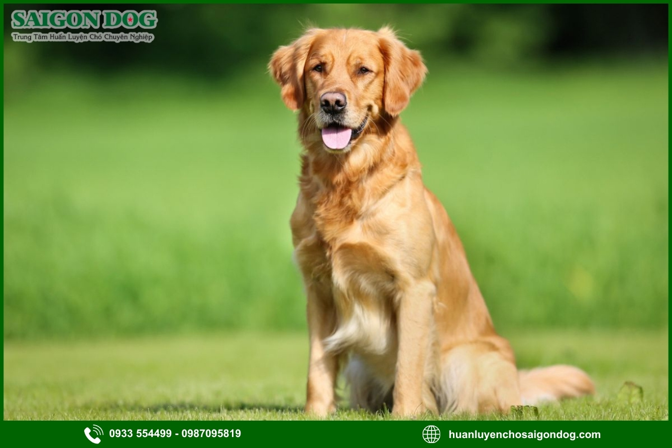 Các bài huấn luyện chó Golden cơ bản tại nhà