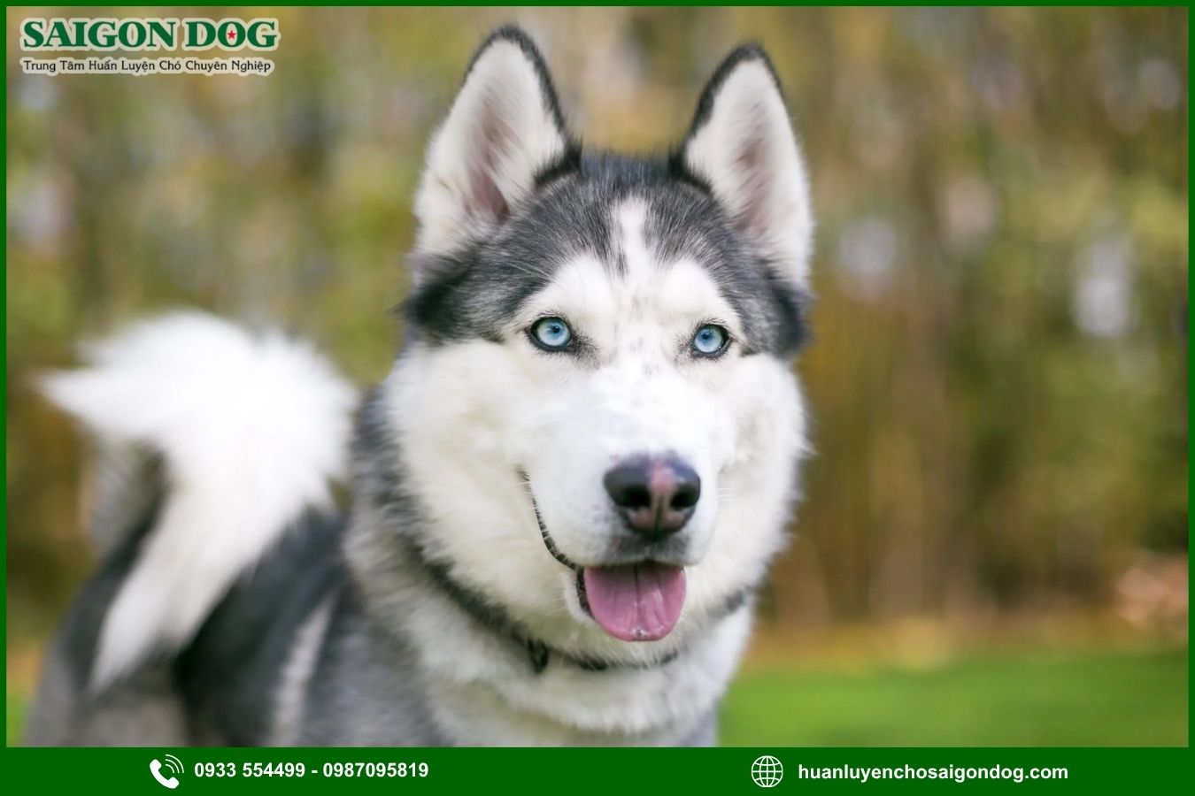 Các bài huấn luyện chó Husky cơ bản tại nhà