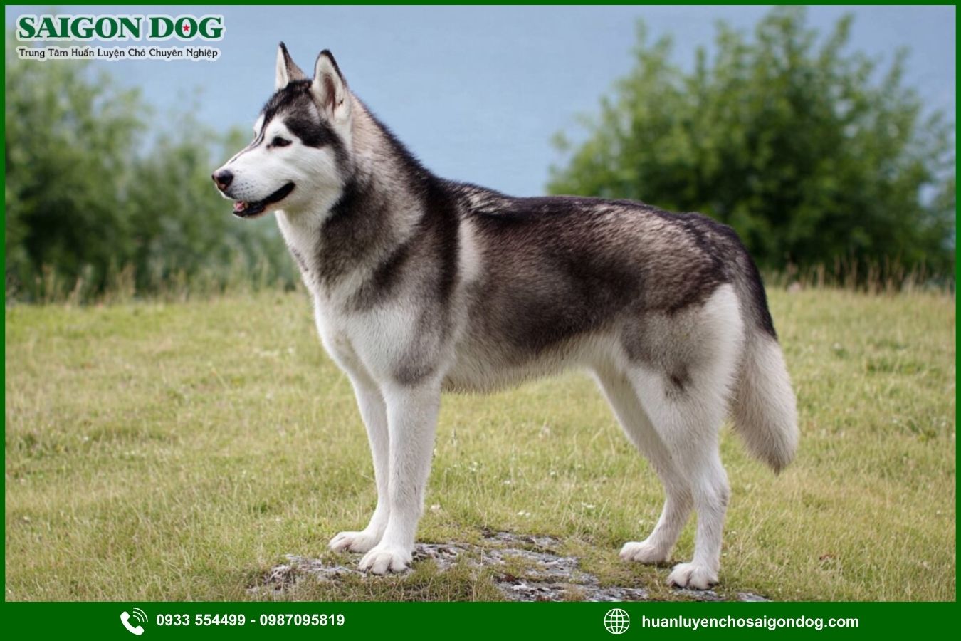 Các bài huấn luyện chó Husky cơ bản tại nhà