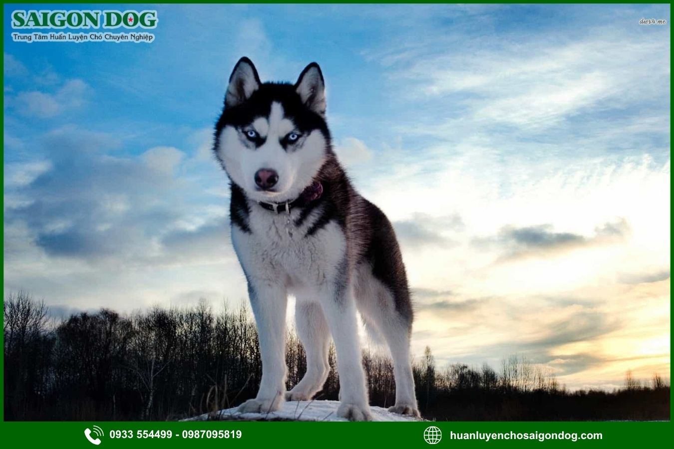 Các bài huấn luyện chó Husky cơ bản tại nhà