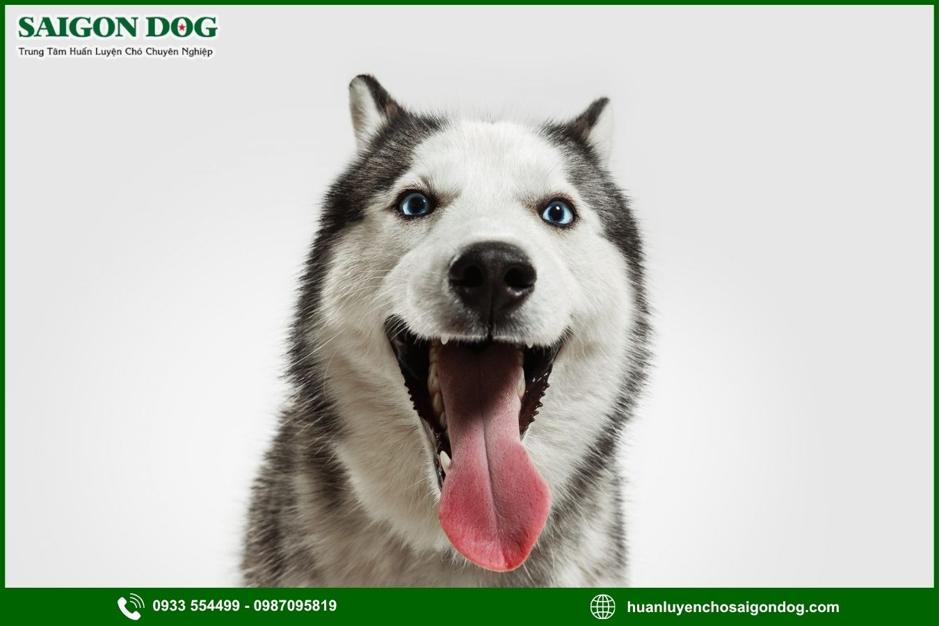 Các bài huấn luyện chó Husky cơ bản tại nhà