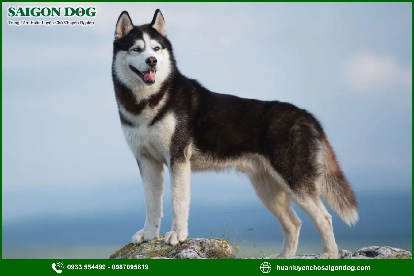 Các bài huấn luyện chó Husky cơ bản tại nhà