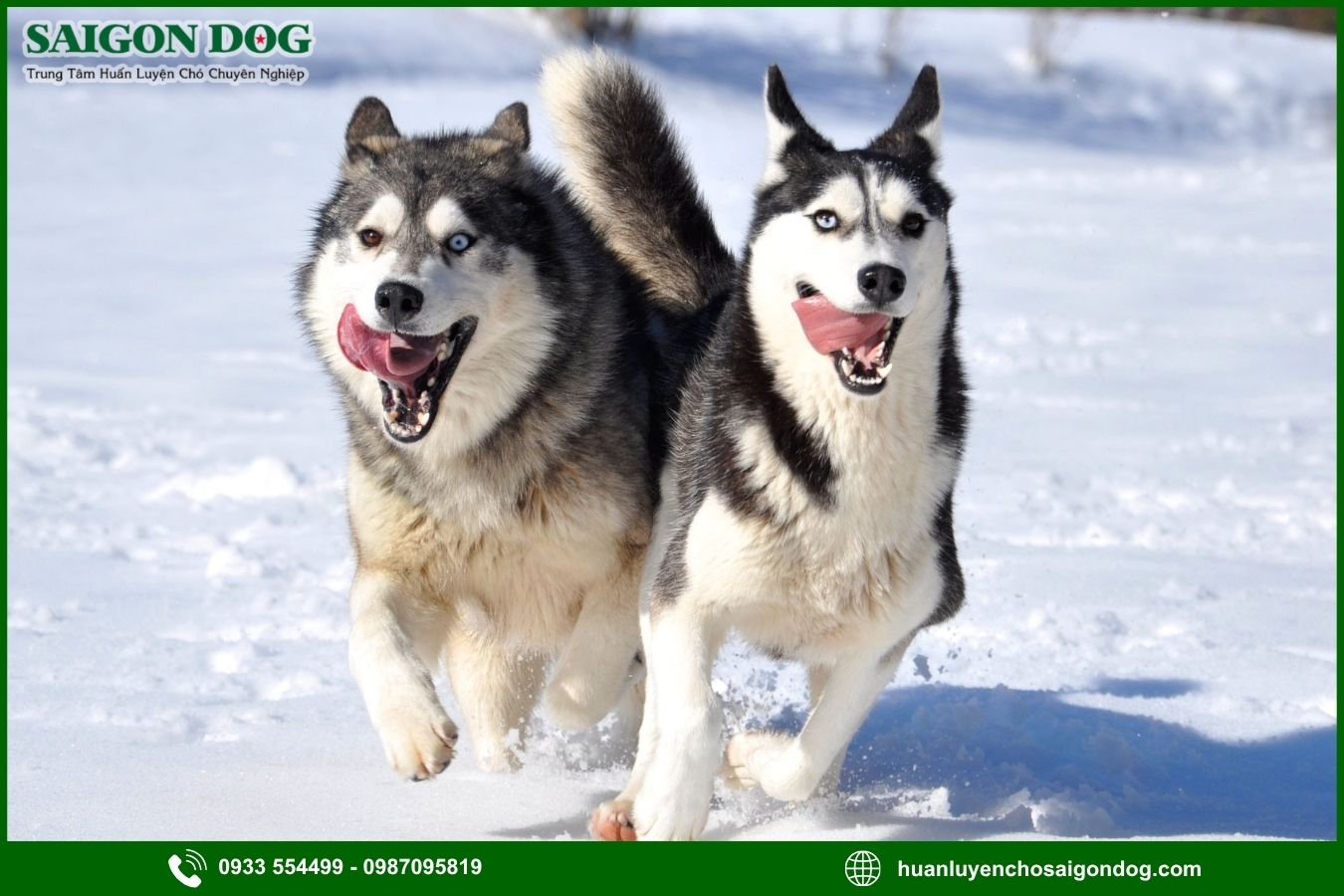 Các bài huấn luyện chó Husky nâng cao