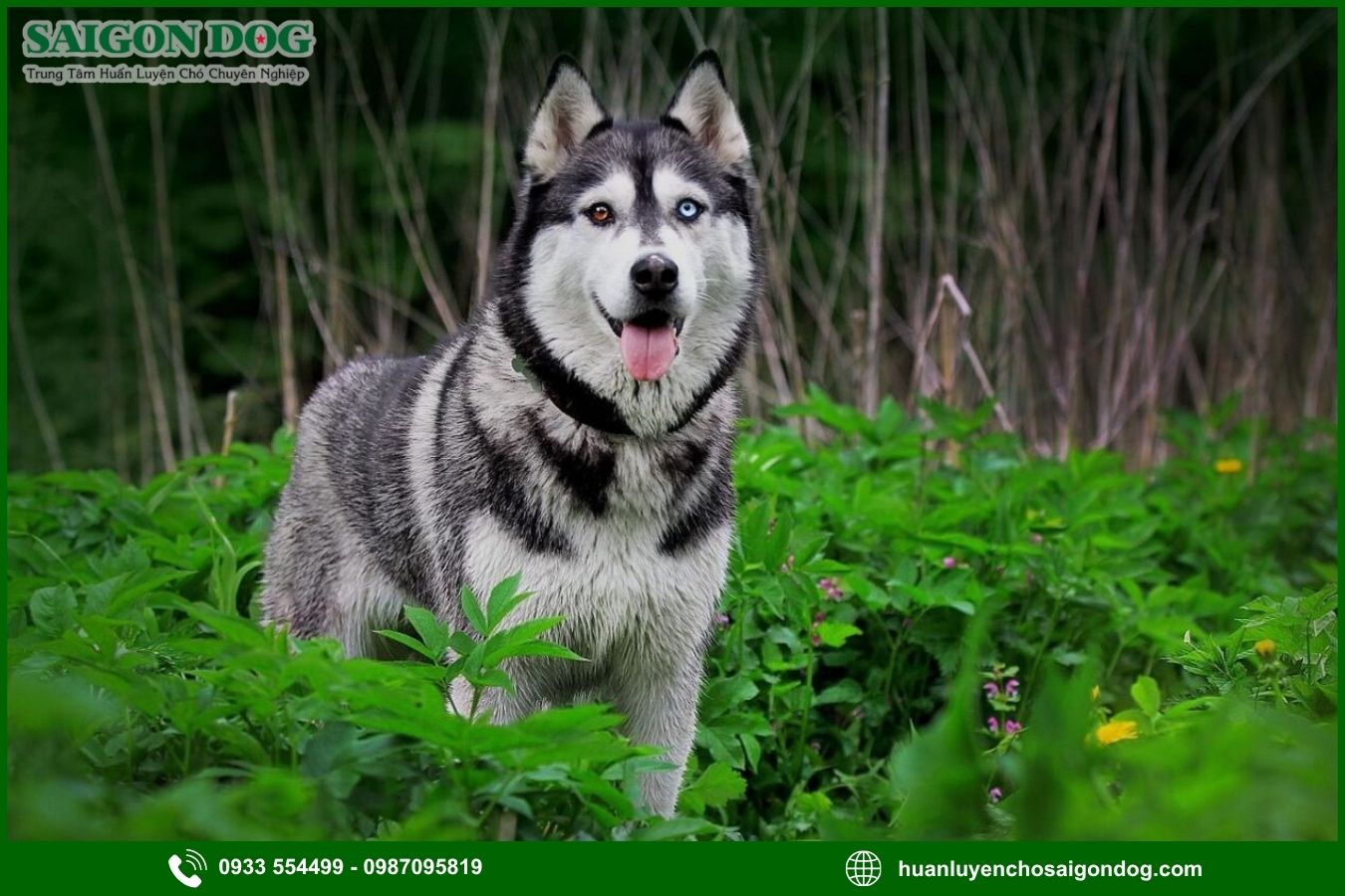 Các bài huấn luyện chó Husky nâng cao
