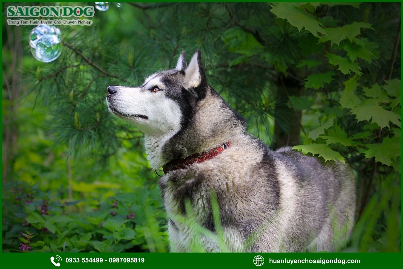 Các bài huấn luyện chó Husky nâng cao