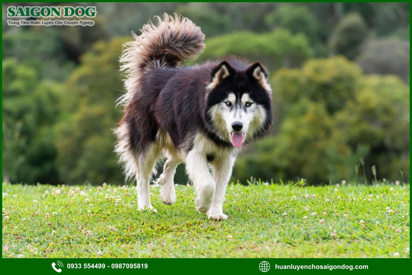 Các bài huấn luyện chó Husky nâng cao