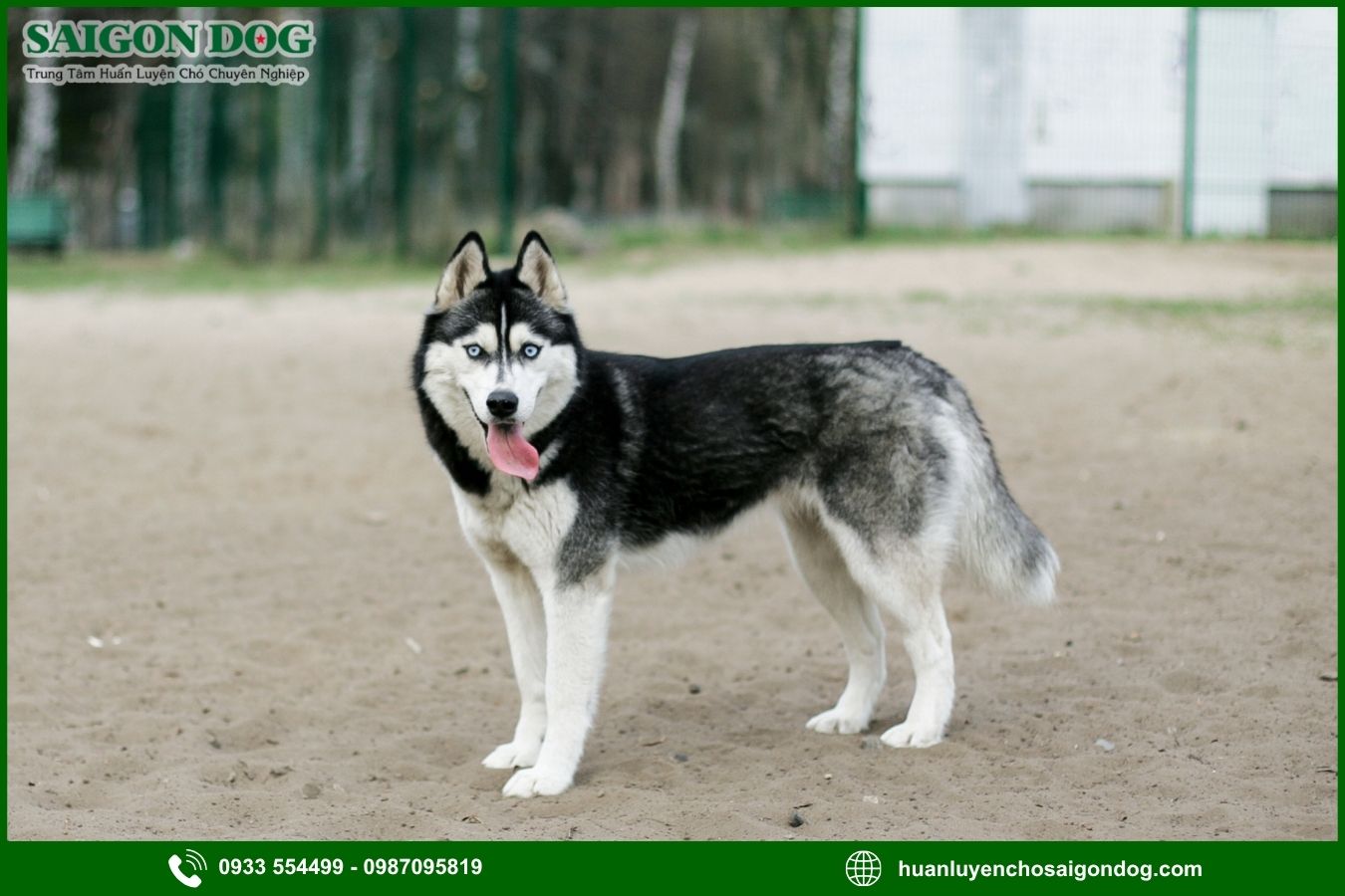 Các bài huấn luyện chó Husky nâng cao