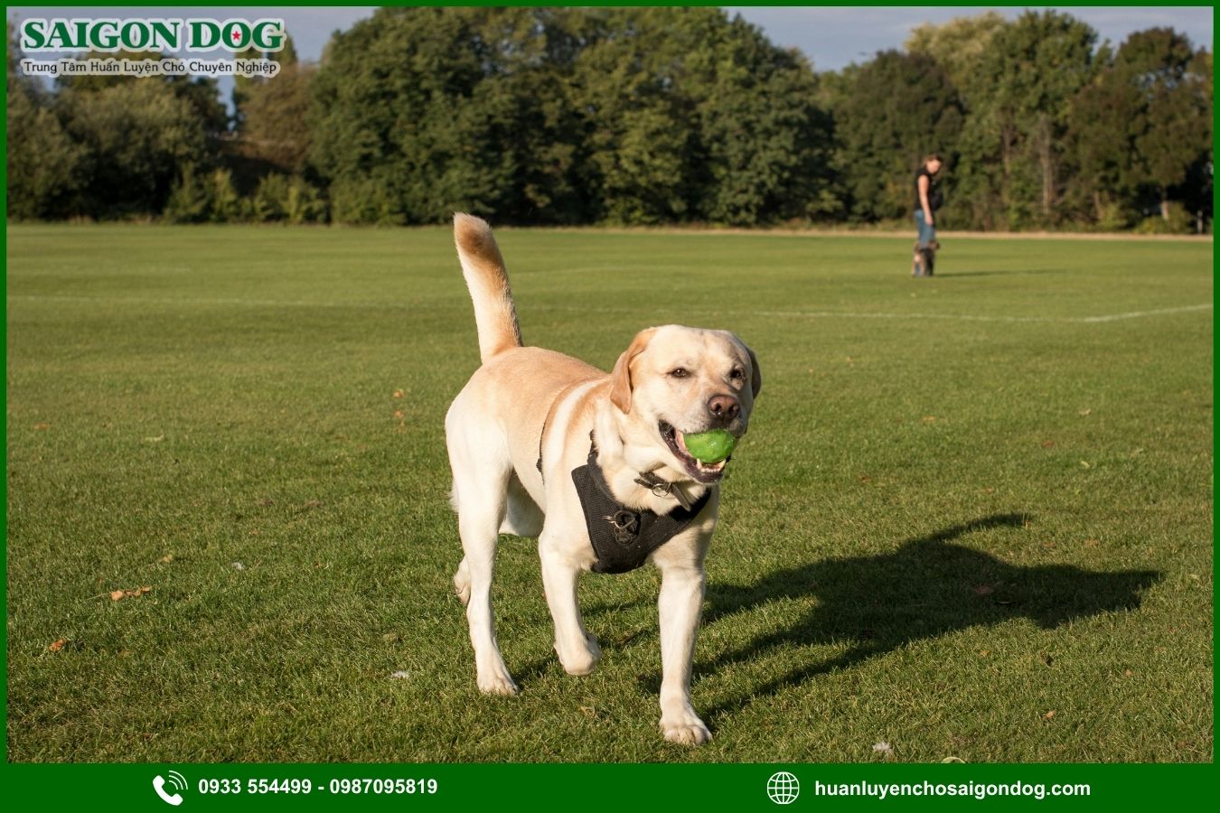 Các bài huấn luyện chó Labrador Retriever cơ bản tại nhà