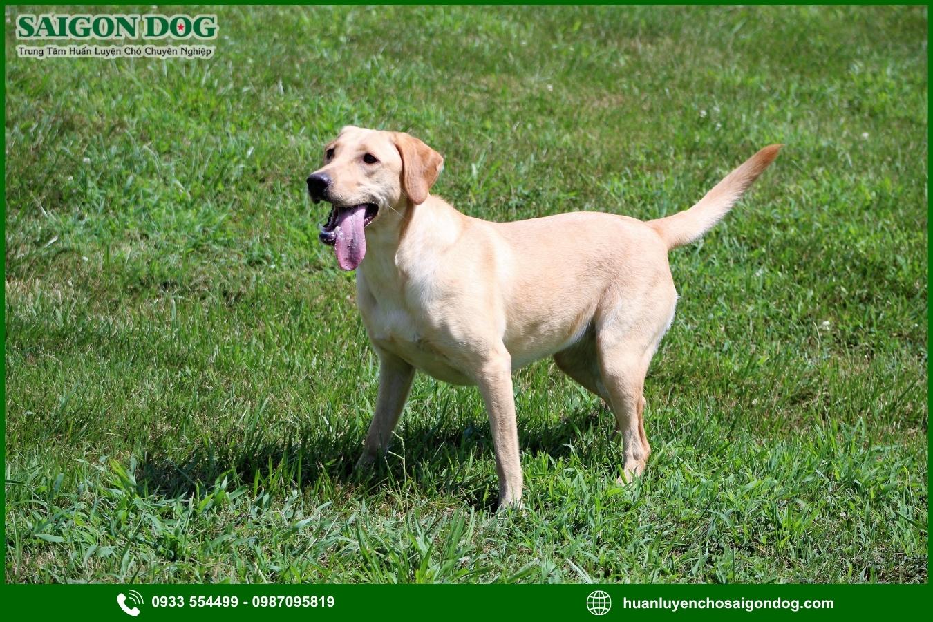 Các bài huấn luyện chó Labrador Retriever cơ bản tại nhà