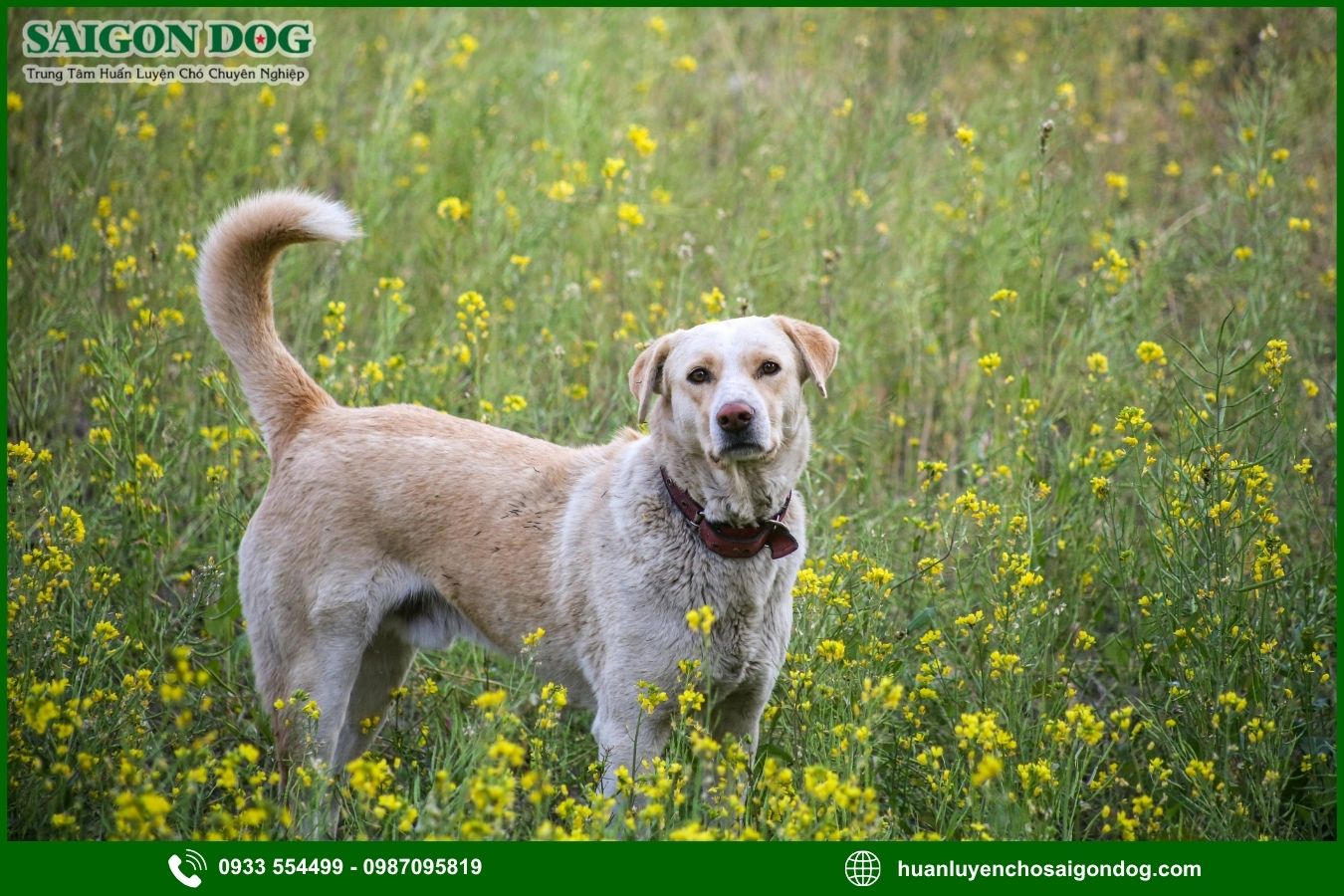 Các bài huấn luyện chó Labrador Retriever cơ bản tại nhà