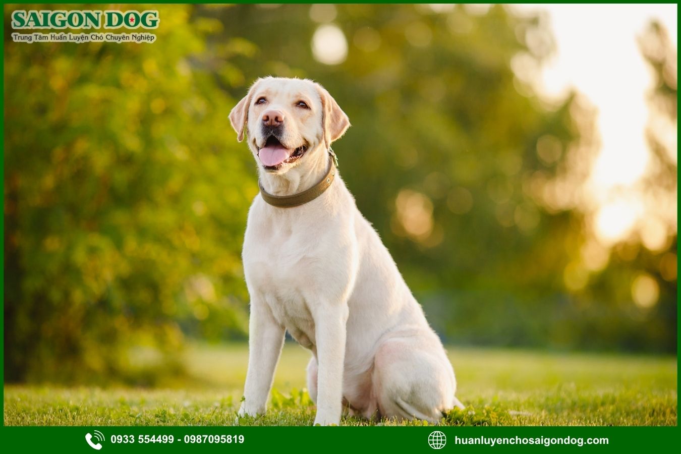 Các bài huấn luyện chó Labrador Retriever cơ bản tại nhà
