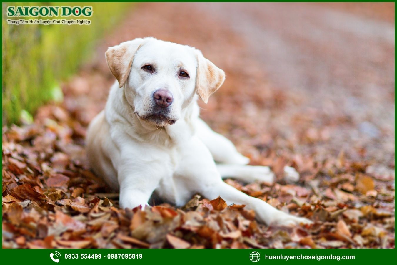 Các bài huấn luyện chó Labrador Retriever cơ bản tại nhà