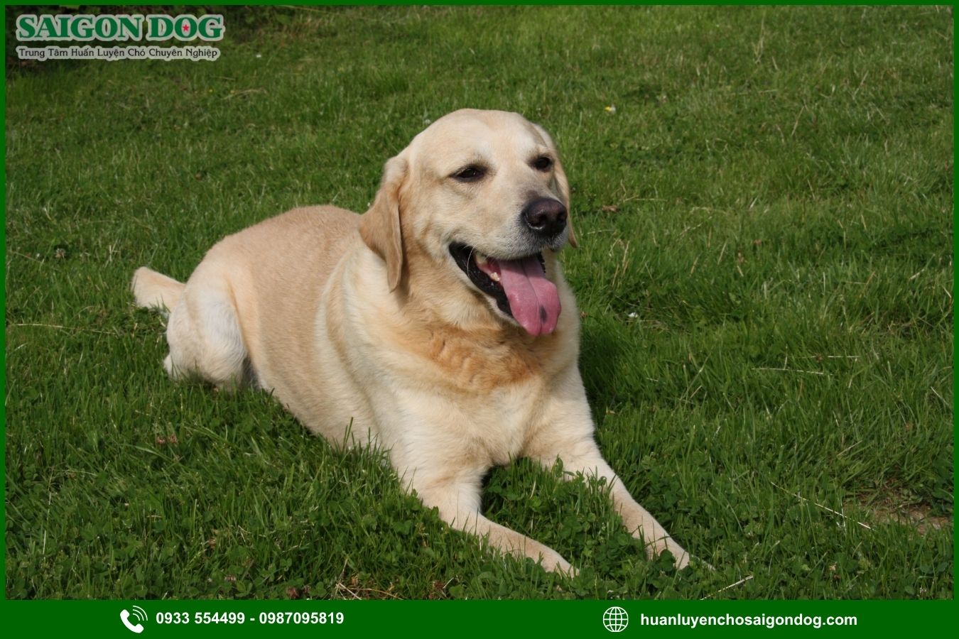 Các bài huấn luyện chó Labrador Retriever nâng cao