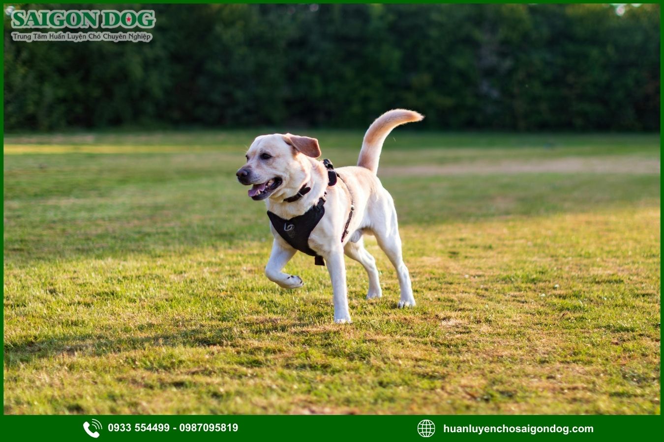 Các bài huấn luyện chó Labrador Retriever nâng cao