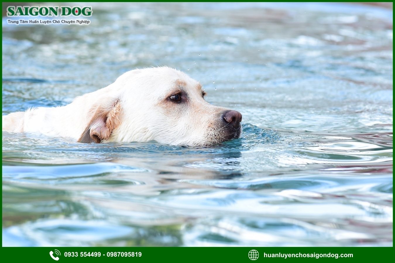 Các bài huấn luyện chó Labrador Retriever nâng cao