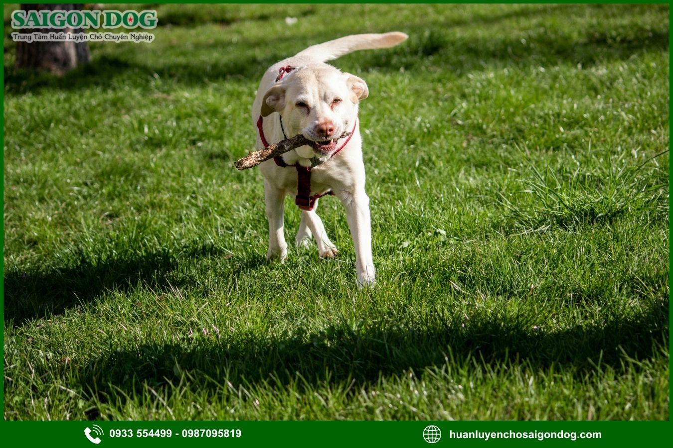 Các bài huấn luyện chó Labrador Retriever nâng cao