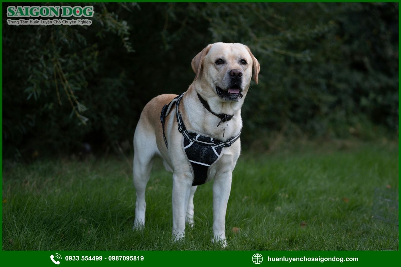 Các bài huấn luyện chó Labrador Retriever nâng cao