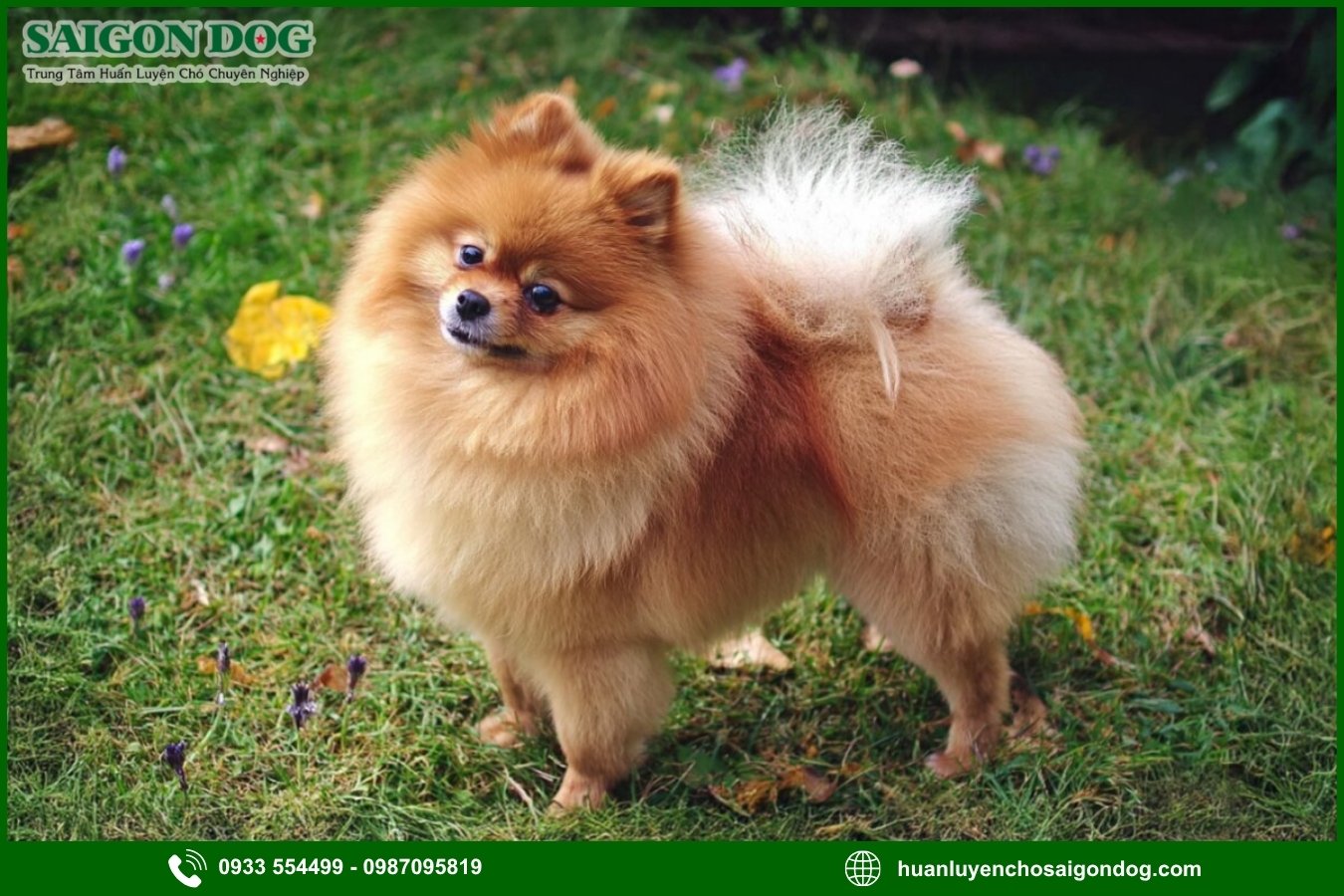 Các bài huấn luyện chó Phốc sóc nâng cao