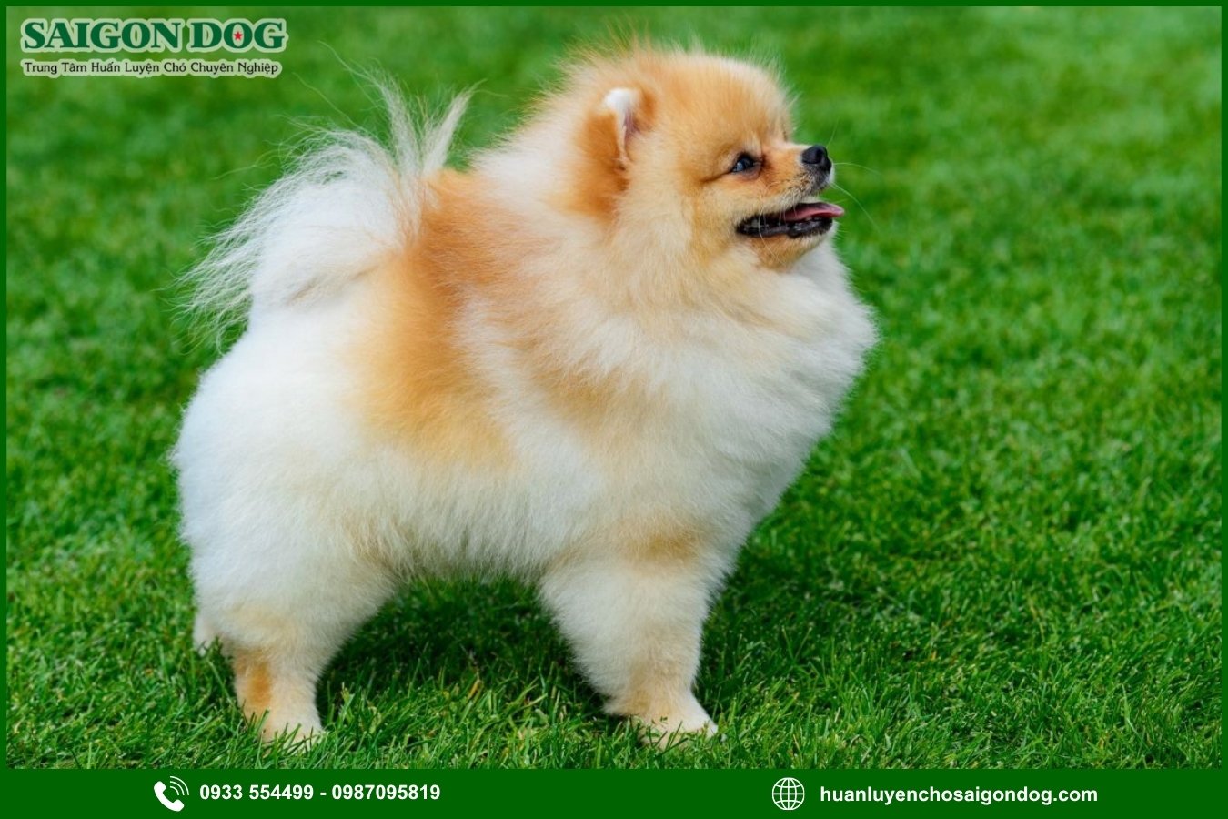 Các bài huấn luyện chó Phốc sóc nâng cao