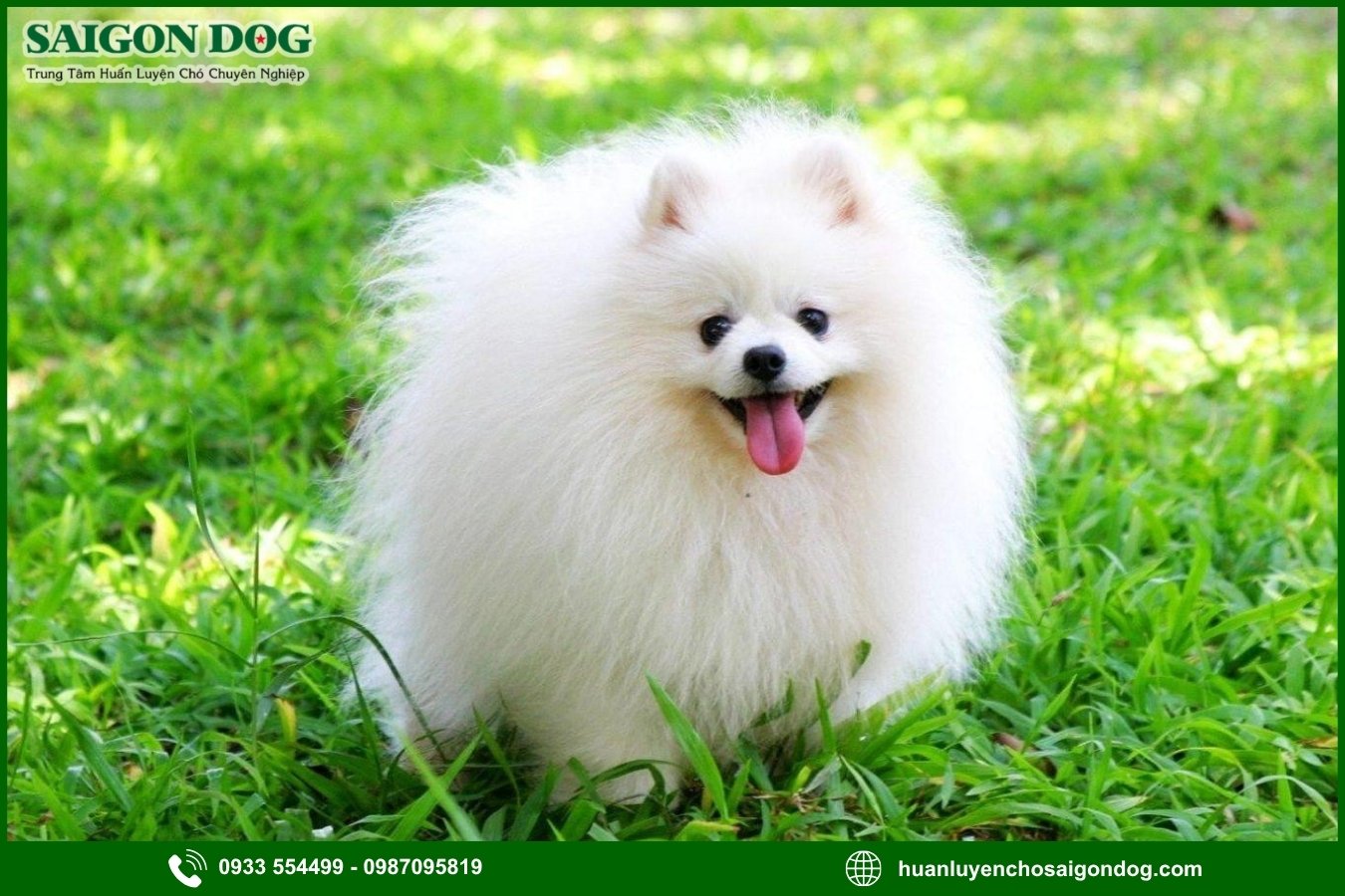 Các bài huấn luyện chó Phốc sóc nâng cao