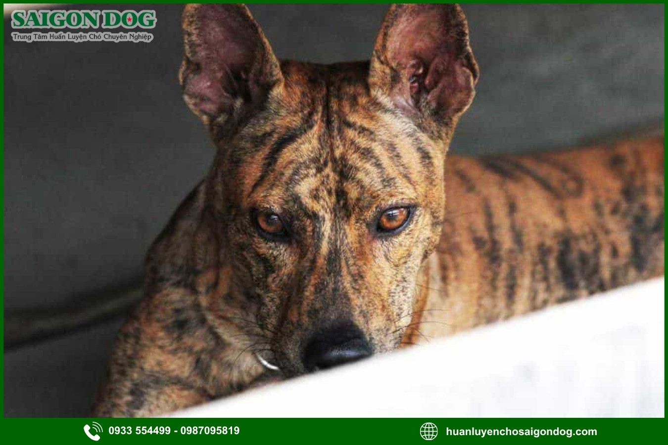 Các bài huấn luyện chó Phú Quốc nâng cao