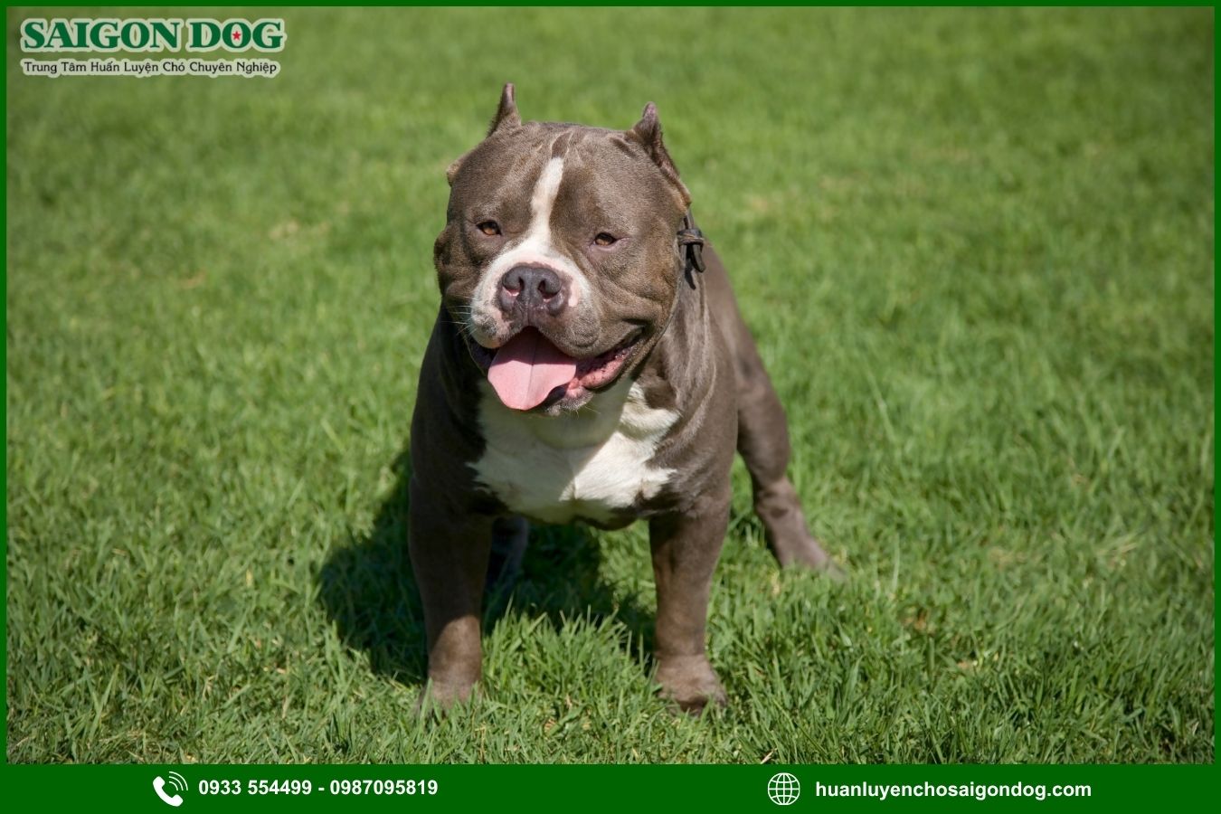 Các bài huấn luyện chó Pitbull cơ bản tại nhà