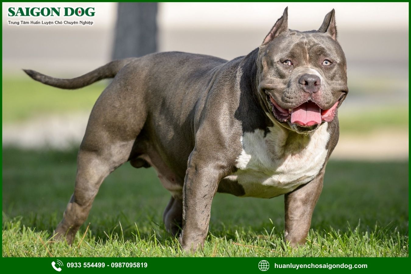 Các bài huấn luyện chó Pitbull cơ bản tại nhà