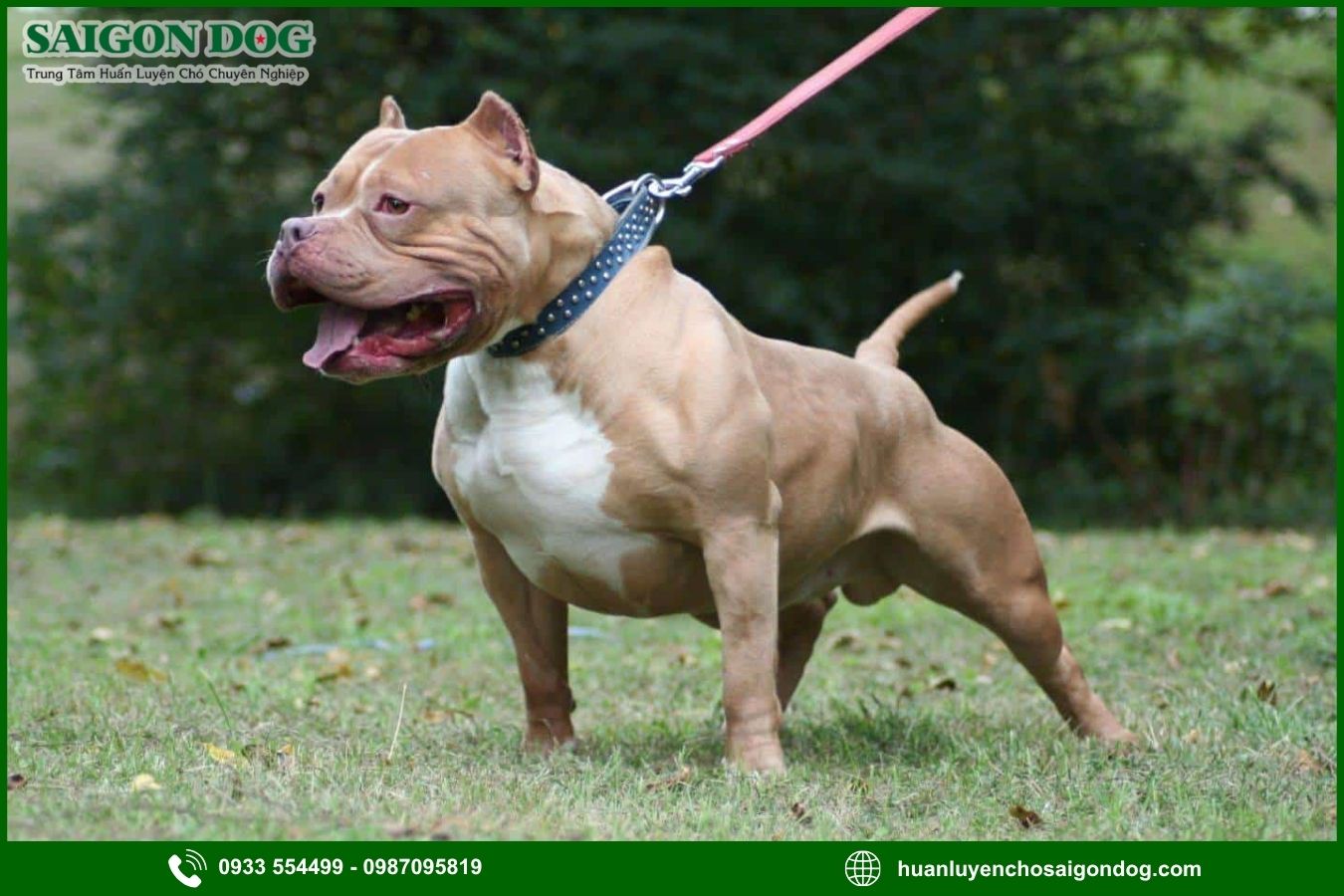 Các bài huấn luyện chó Pitbull cơ bản tại nhà