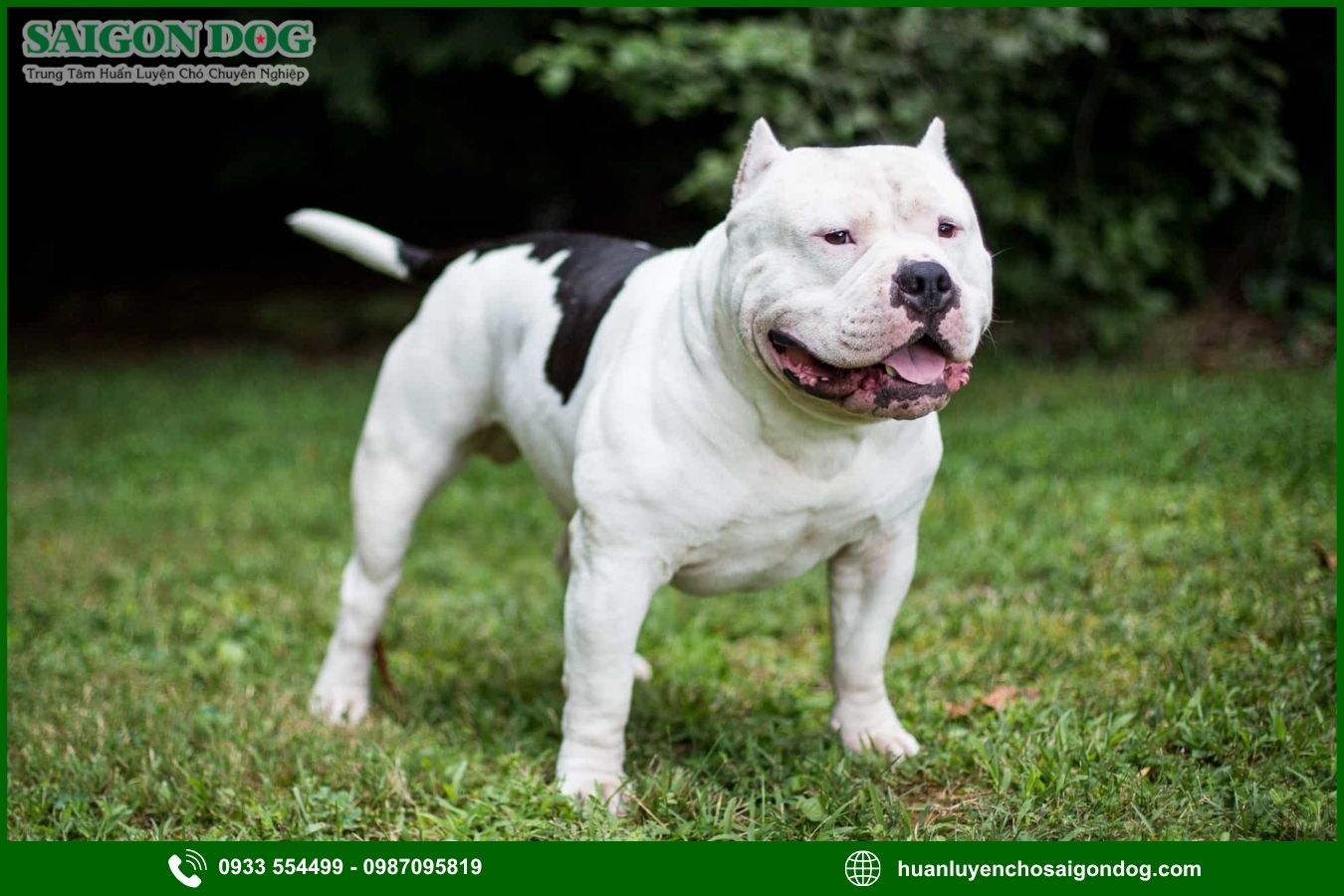 Các bài huấn luyện chó Pitbull cơ bản tại nhà