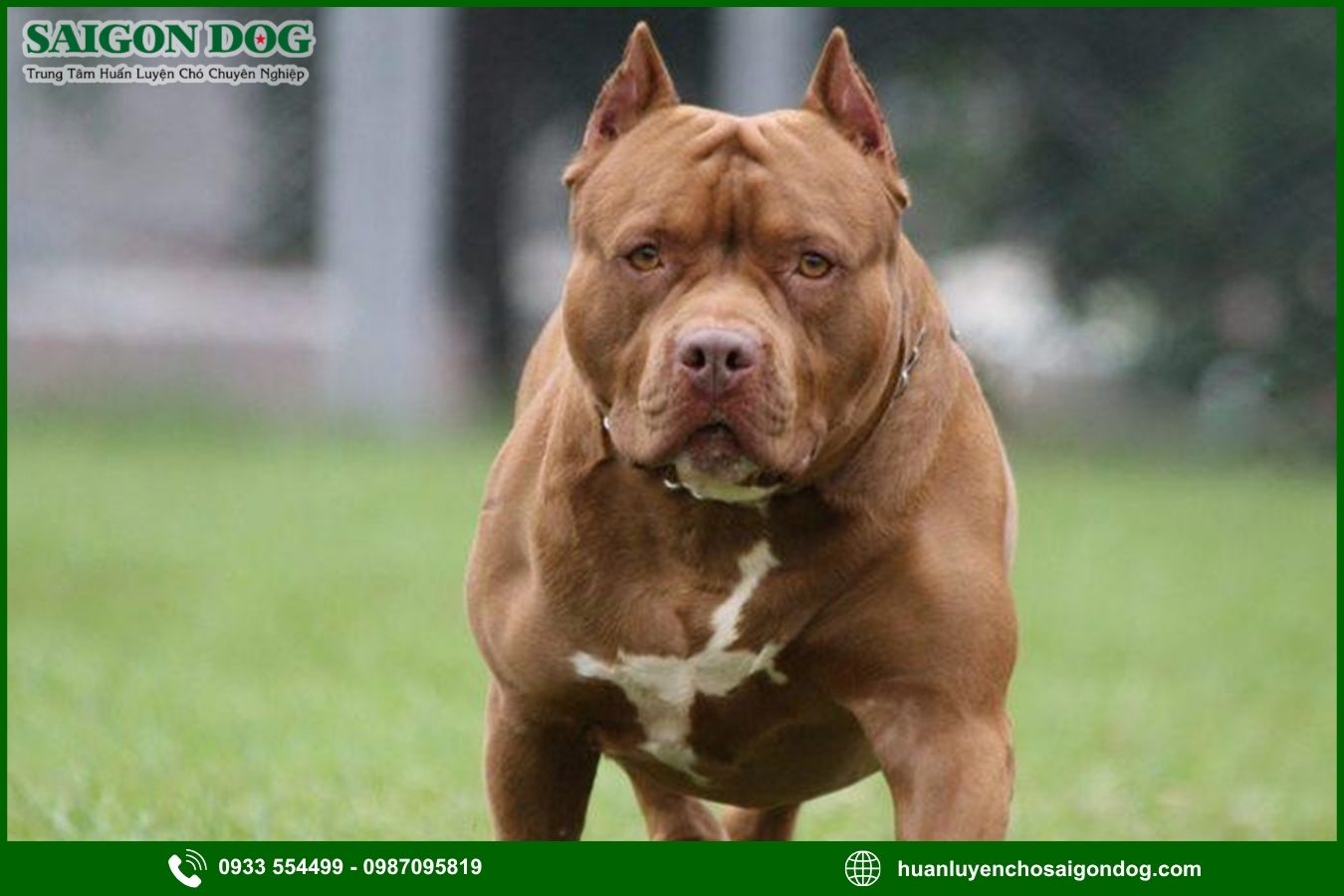 Các bài huấn luyện chó Pitbull cơ bản tại nhà