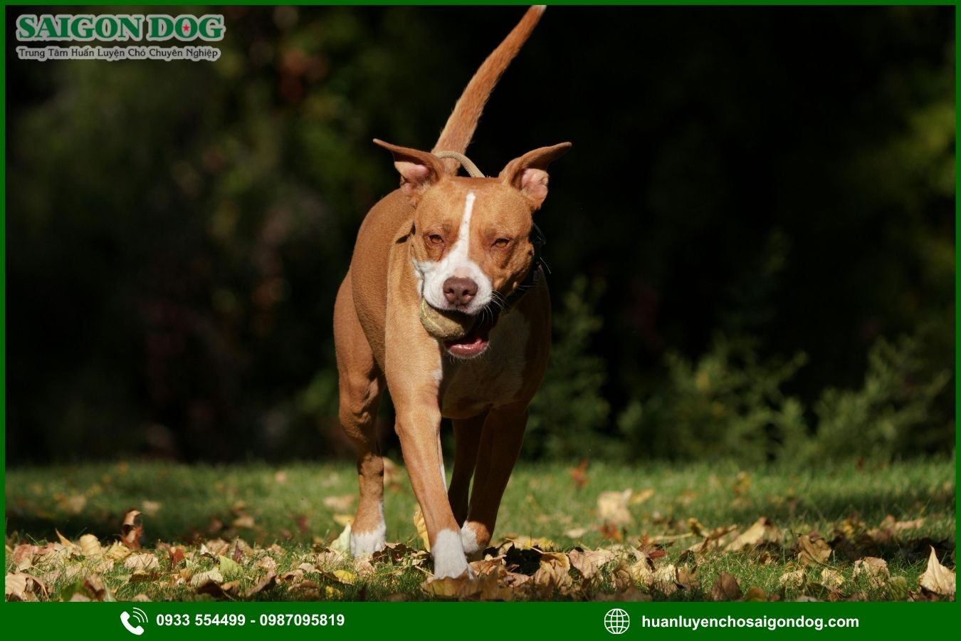 Các bài huấn luyện chó Pitbull nâng cao