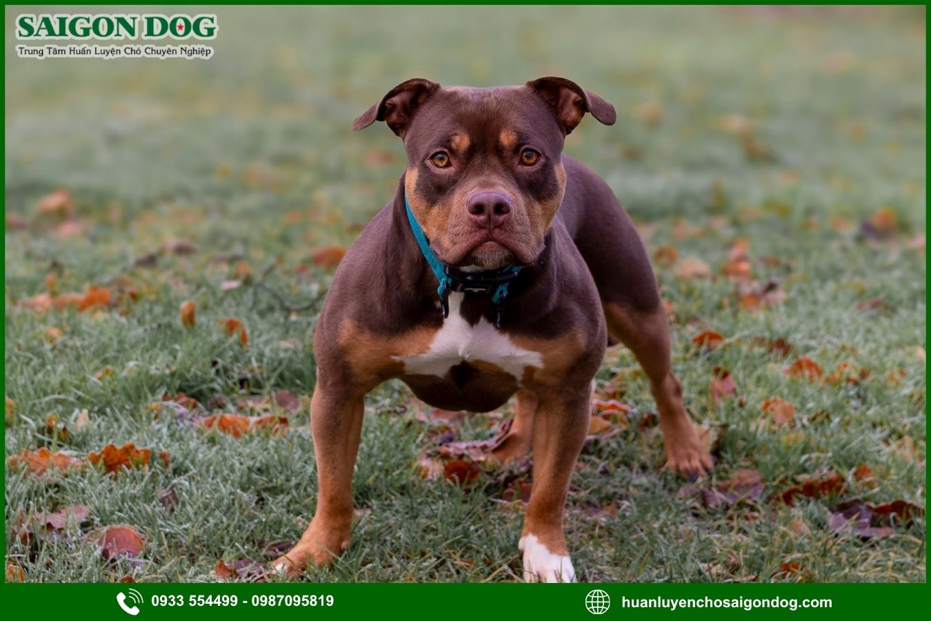 Các bài huấn luyện chó Pitbull nâng cao