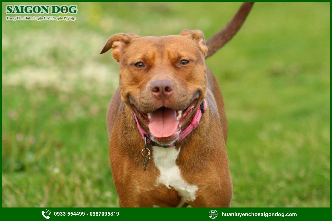 Các bài huấn luyện chó Pitbull nâng cao