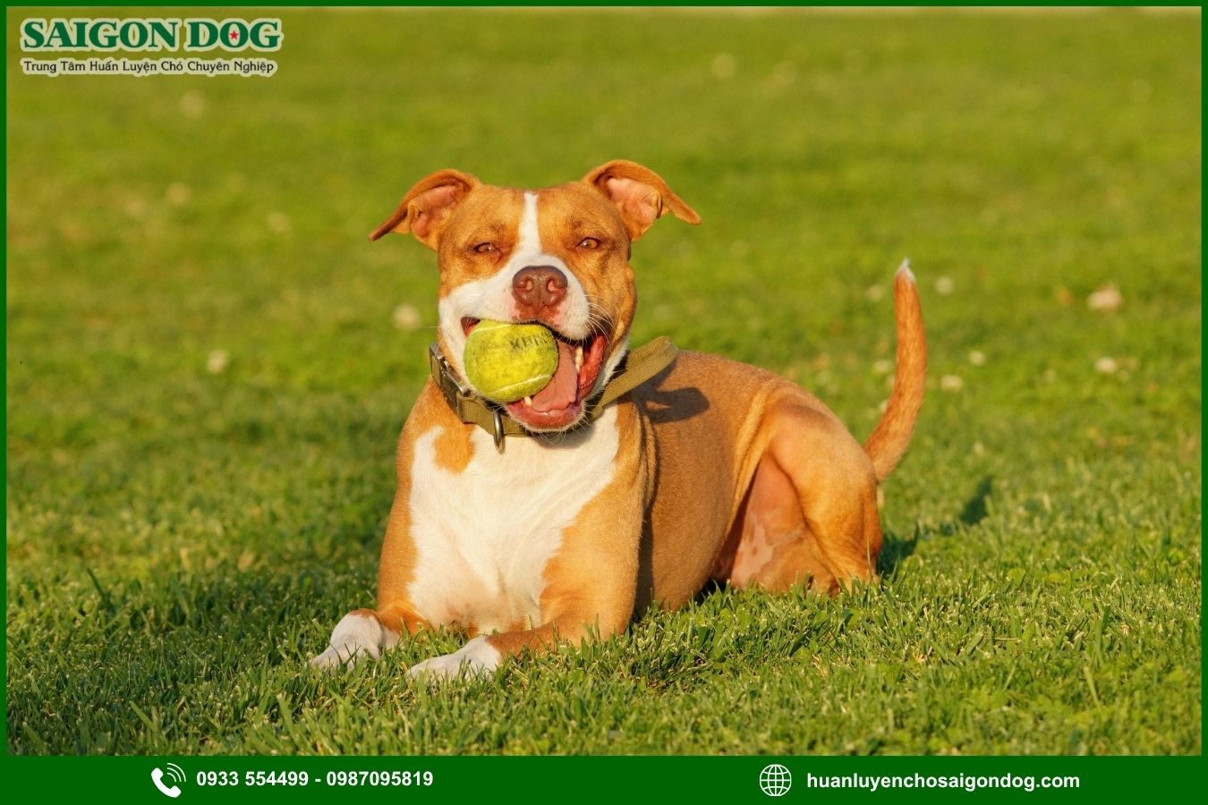 Các bài huấn luyện chó Pitbull nâng cao