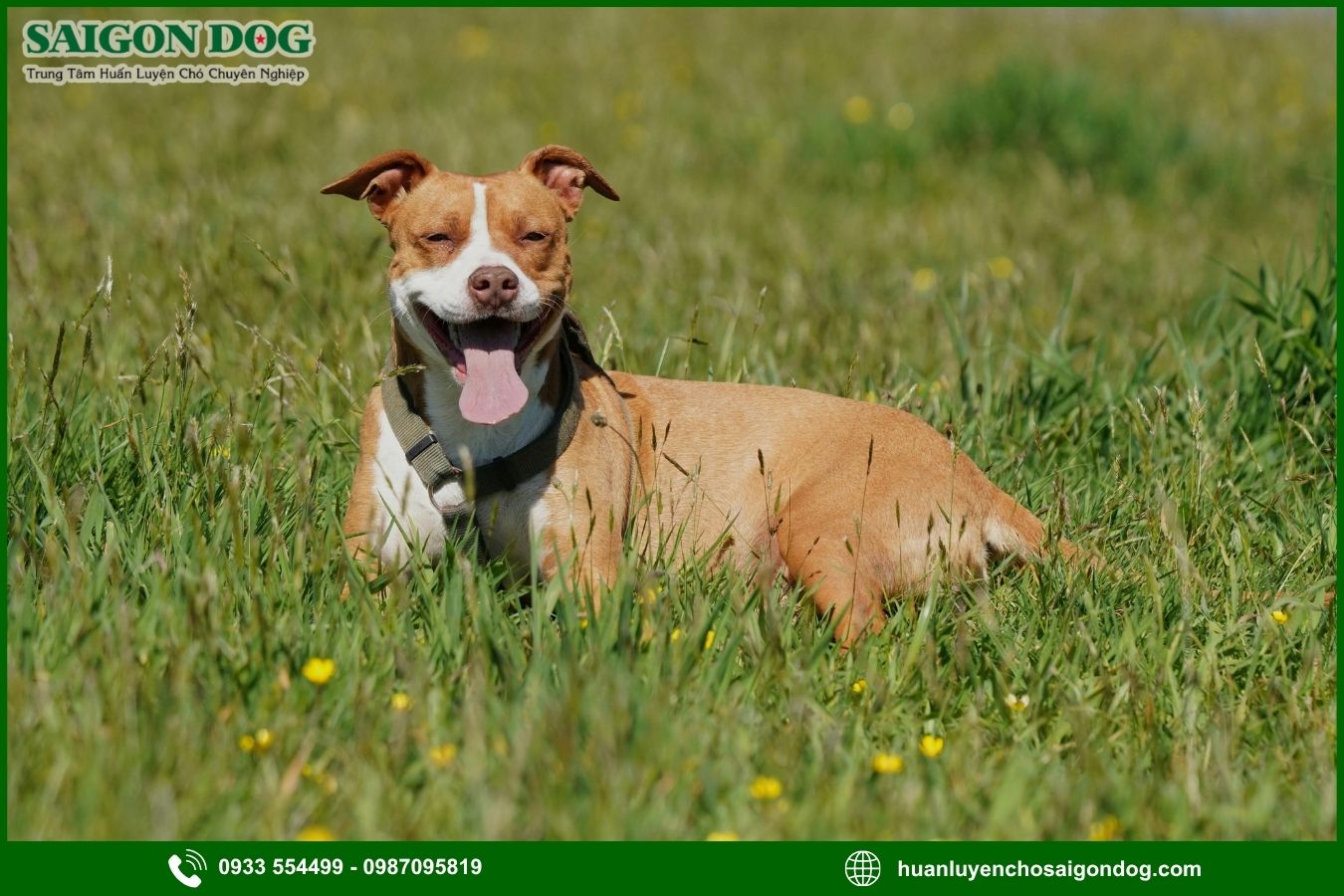 Các bài huấn luyện chó Pitbull nâng cao