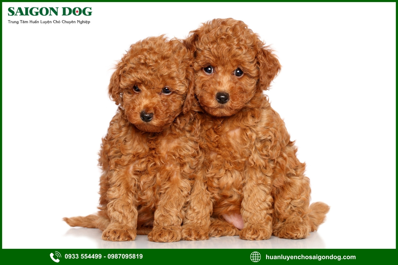 Các bài huấn luyện chó Poodle cơ bản tại nhà