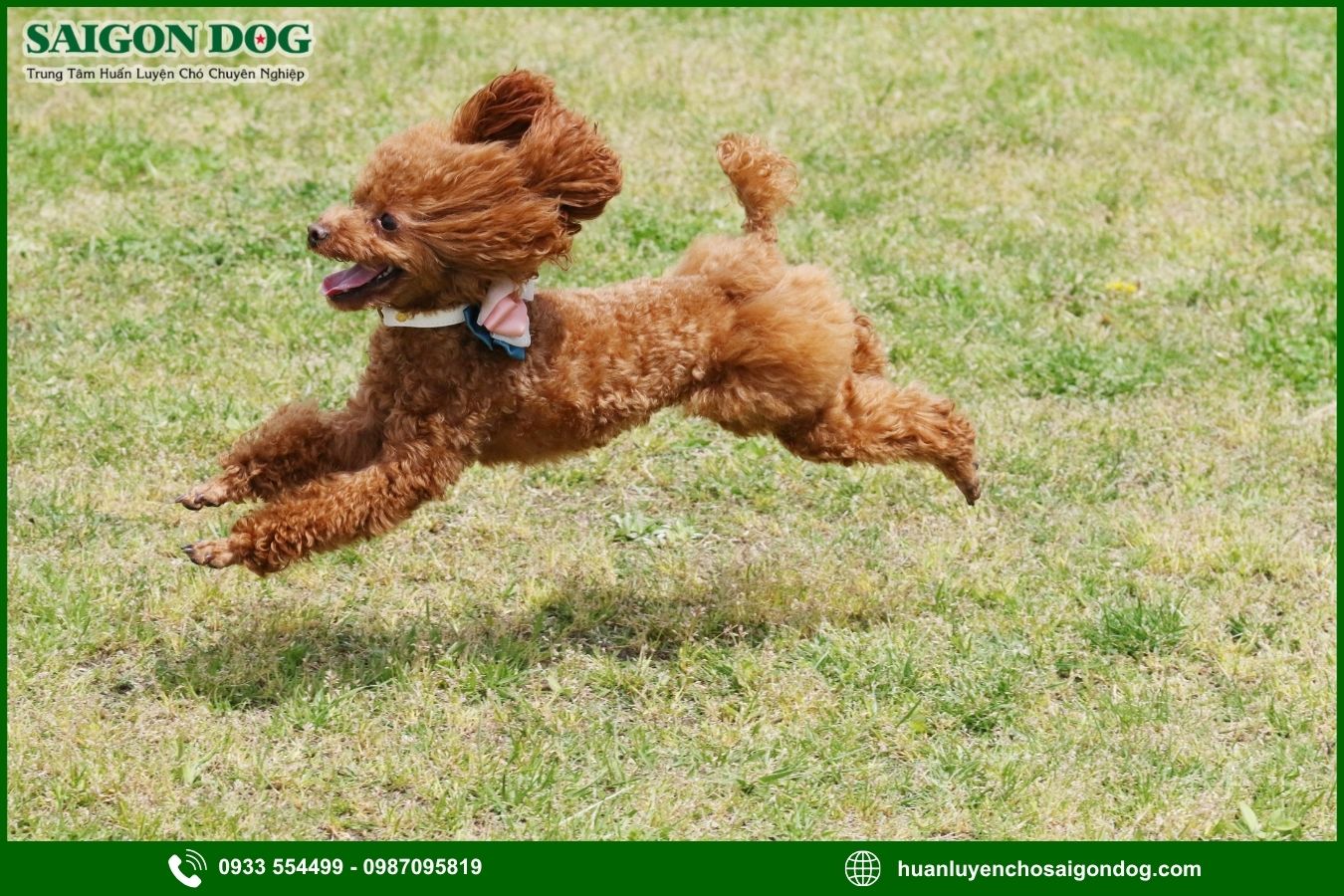 Các bài huấn luyện chó Poodle cơ bản tại nhà