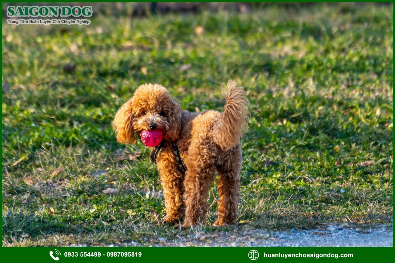Các bài huấn luyện chó Poodle cơ bản tại nhà