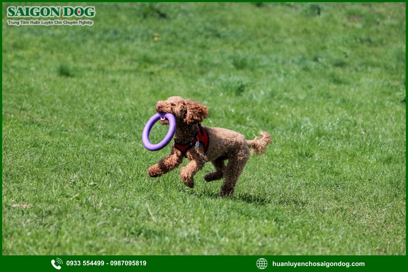 Các bài huấn luyện chó Poodle cơ bản tại nhà