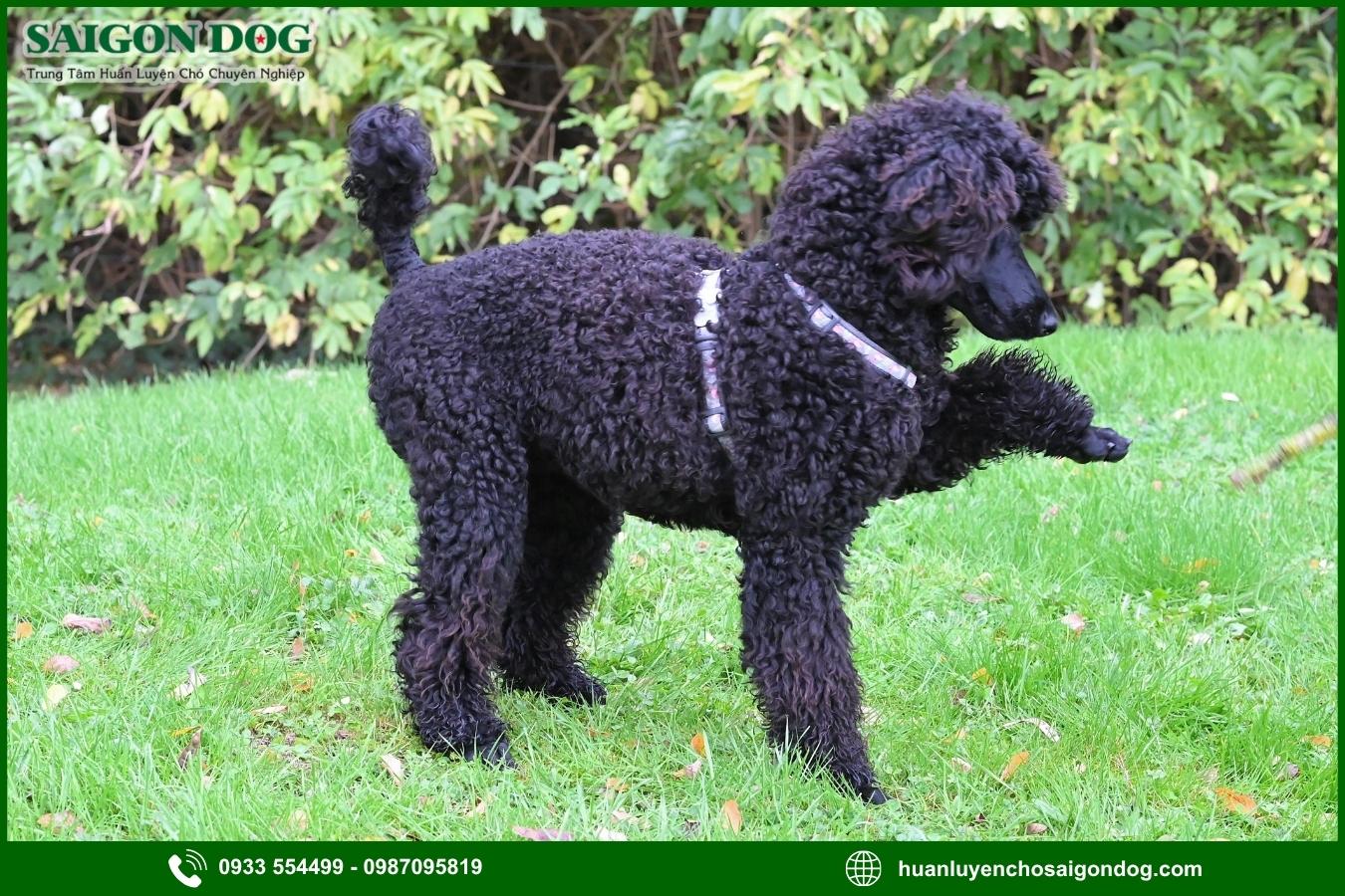 Các bài huấn luyện chó Poodle cơ bản tại nhà