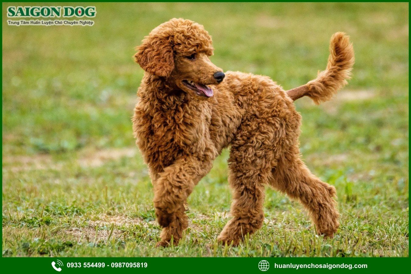 Các bài huấn luyện chó Poodle cơ bản tại nhà