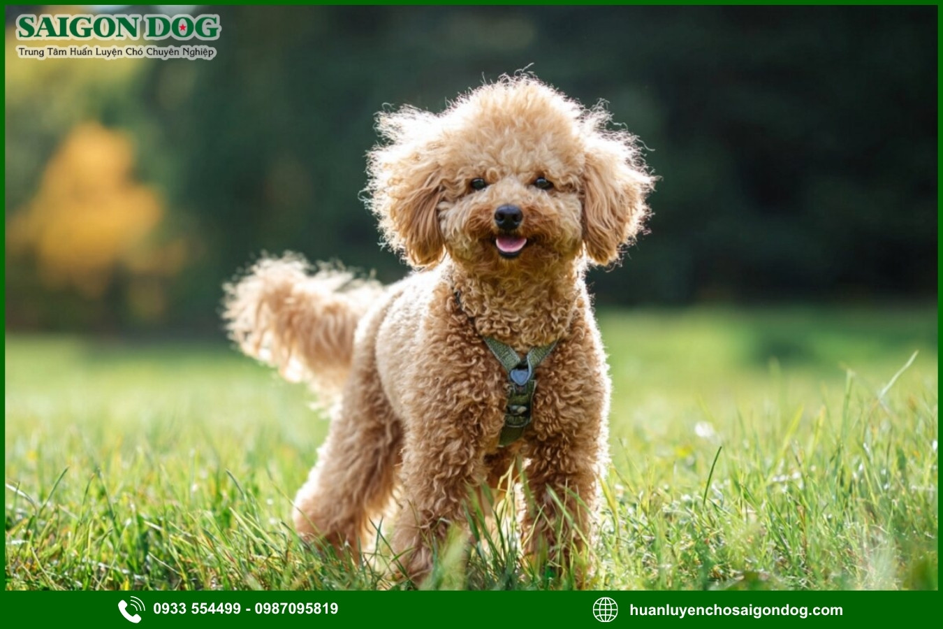 Các bài huấn luyện chó Poodle nâng cao