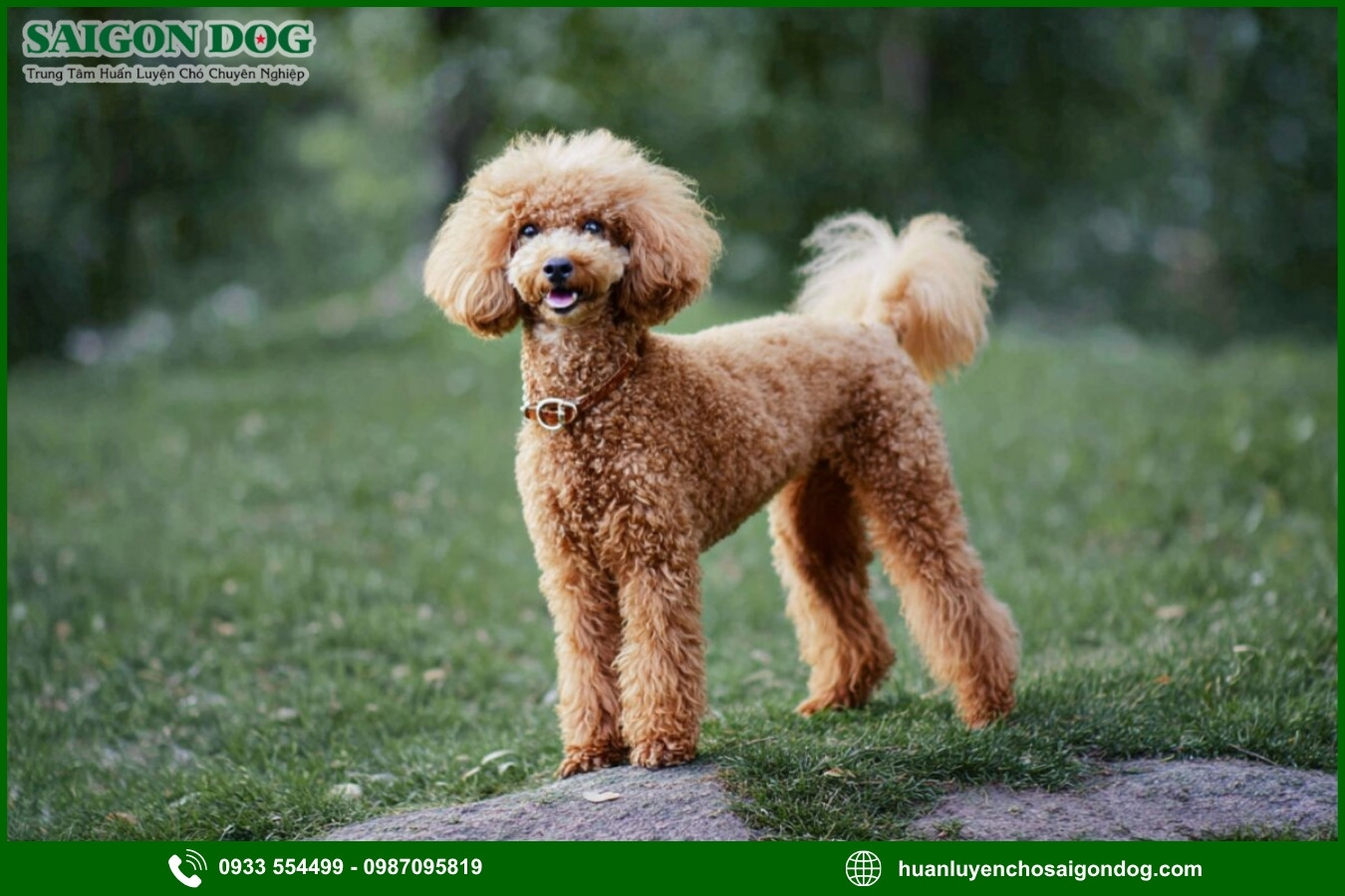 Các bài huấn luyện chó Poodle nâng cao