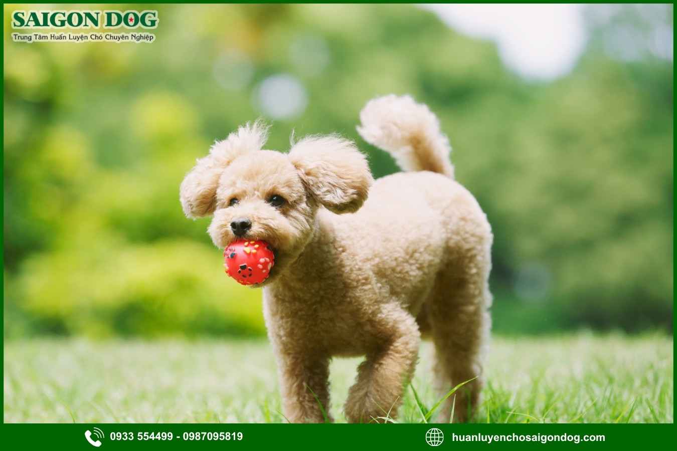 Các bài huấn luyện chó Poodle nâng cao