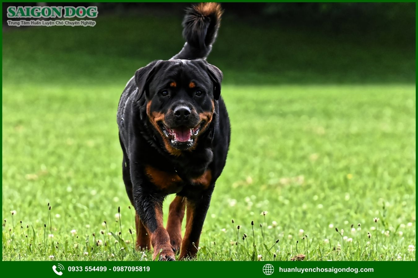 Các bài huấn luyện chó Rottweiler cơ bản tại nhà