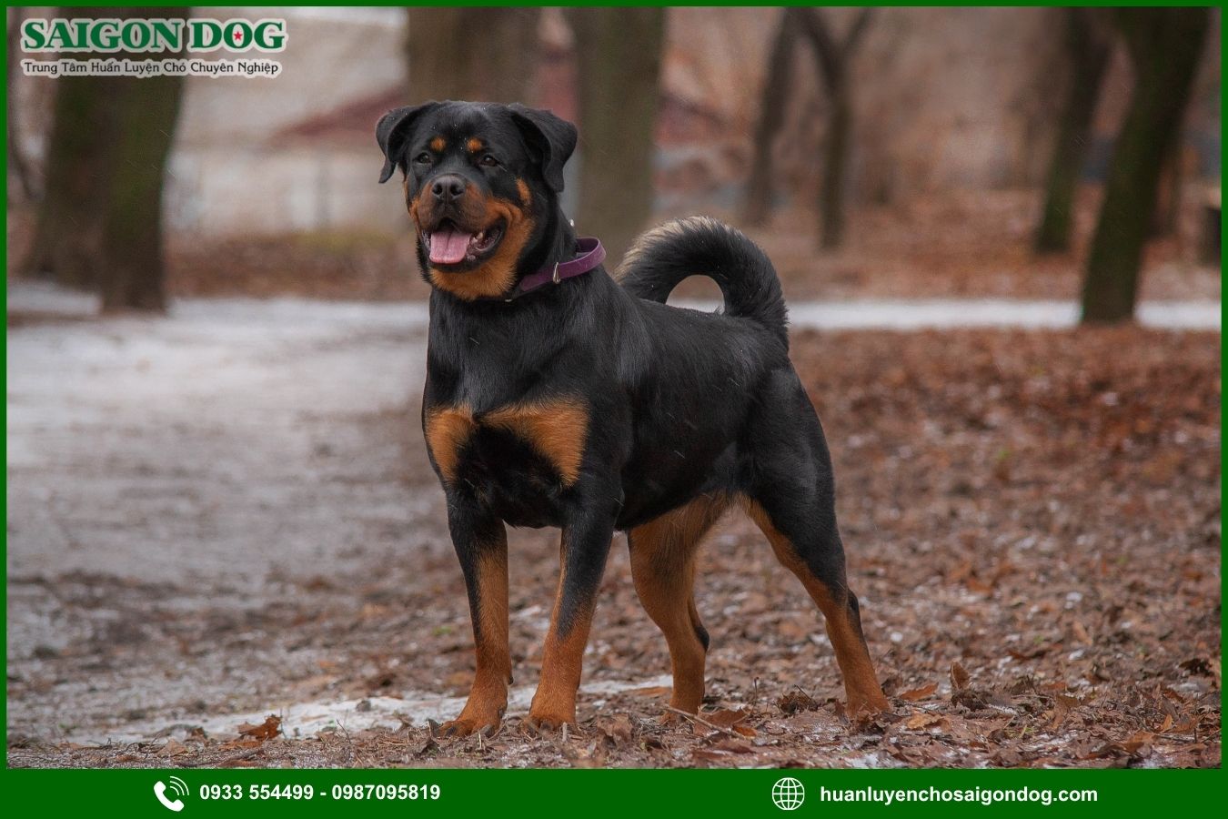 Các bài huấn luyện chó Rottweiler cơ bản tại nhà